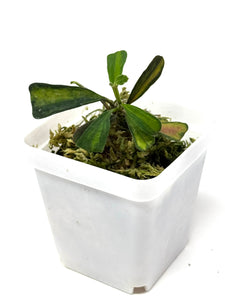 Hoya Manipurensis Variegated C