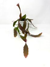 Load image into Gallery viewer, Pseudorhipsalis Ramulosa (Ships within Canada only)