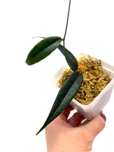 Load image into Gallery viewer, Hoya Paradisea (IM04)