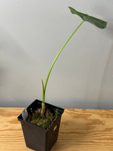 Load image into Gallery viewer, 123. Alocasia Maccrorhiza Albo Variegated (reverted)