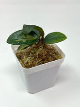Load image into Gallery viewer, Hoya Carnosa Brazil