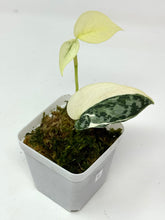 Load image into Gallery viewer, Scindapsus Mayari Variegated E