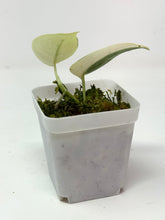 Load image into Gallery viewer, Scindapsus Mayari Variegated G