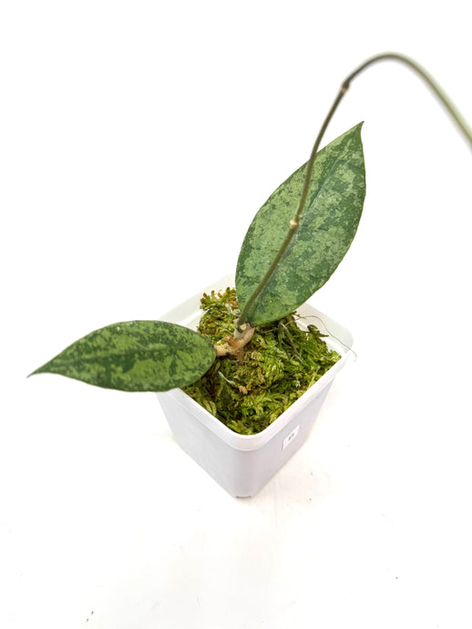 Hoya Lambii Silver B