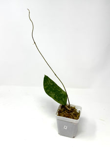Hoya Lambii Silver F