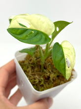 Load image into Gallery viewer, Monstera Adansonii Variegated B
