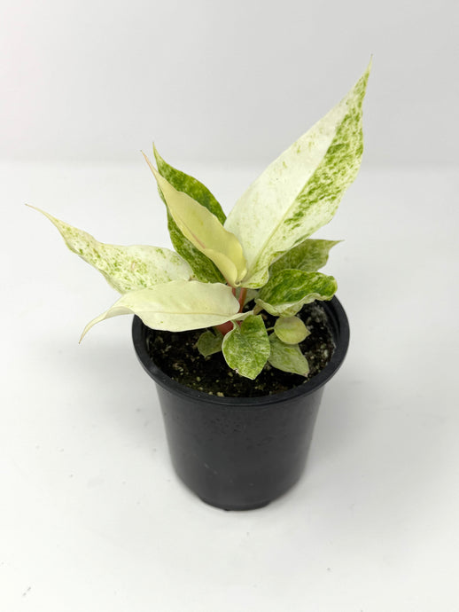 Anthurium Hookeri Variegated