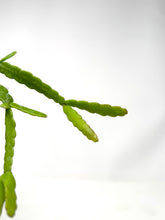 Load image into Gallery viewer, Rhipsalis Micrantha- Ships within Canada Only