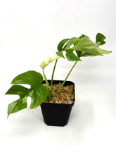 Load image into Gallery viewer, Rhaphidophora Tetrasperma Variegated