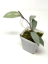Load image into Gallery viewer, Hoya Wilbur Graves Silver B