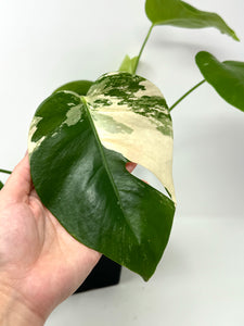 Monstera Deliciosa Albo Variegated K