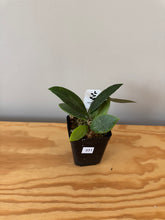 Load image into Gallery viewer, 331. Hoya Memoria