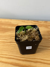 Load image into Gallery viewer, 157. Monstera Obliqua