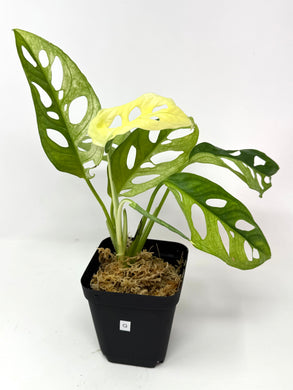 Monstera Adansonii Variegated G