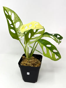 Monstera Adansonii Variegated G