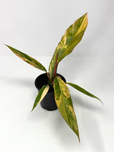 Load image into Gallery viewer, Philodendron Caramel Marble 4”