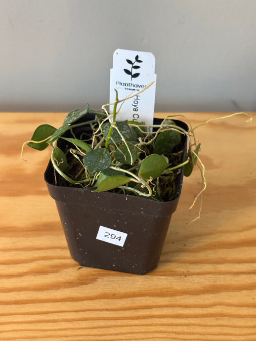 294. Hoya Curtisii