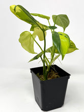 Load image into Gallery viewer, Philodendron Bipennifolium Violin Variegated A