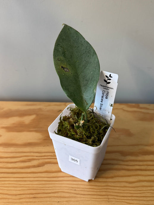 305. Hoya Coriacea Silver