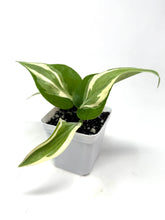 Load image into Gallery viewer, Philodendron ‘Silver Stripe’