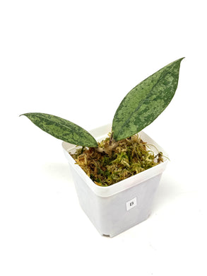 Hoya Lambii Silver B
