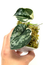 Load image into Gallery viewer, Scindapsus Mayari Variegated C