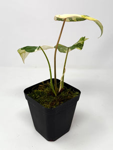 Philodendron Gloriosum Variegated B