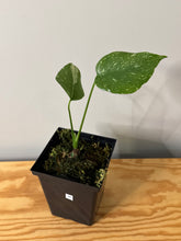 Load image into Gallery viewer, 86. Monstera Thai Constellation