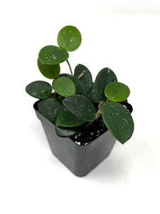 Hoya Mathilde