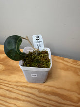 Load image into Gallery viewer, 166. Hoya Hamiltoniorum