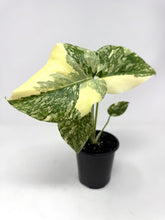 Load image into Gallery viewer, Monstera Deliciosa Crème Brulee