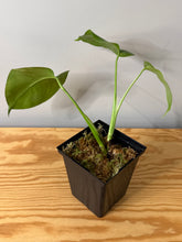 Load image into Gallery viewer, 89. Monstera Deliciosa Aurea Variegated