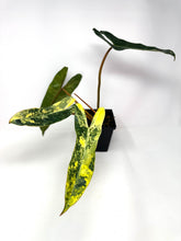 Load image into Gallery viewer, Philodendron Billietiae Variegated A