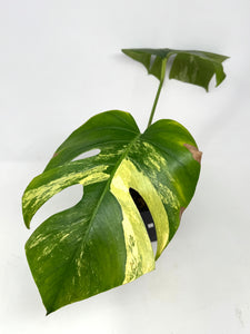 Monstera Deliciosa Aurea Variegated C