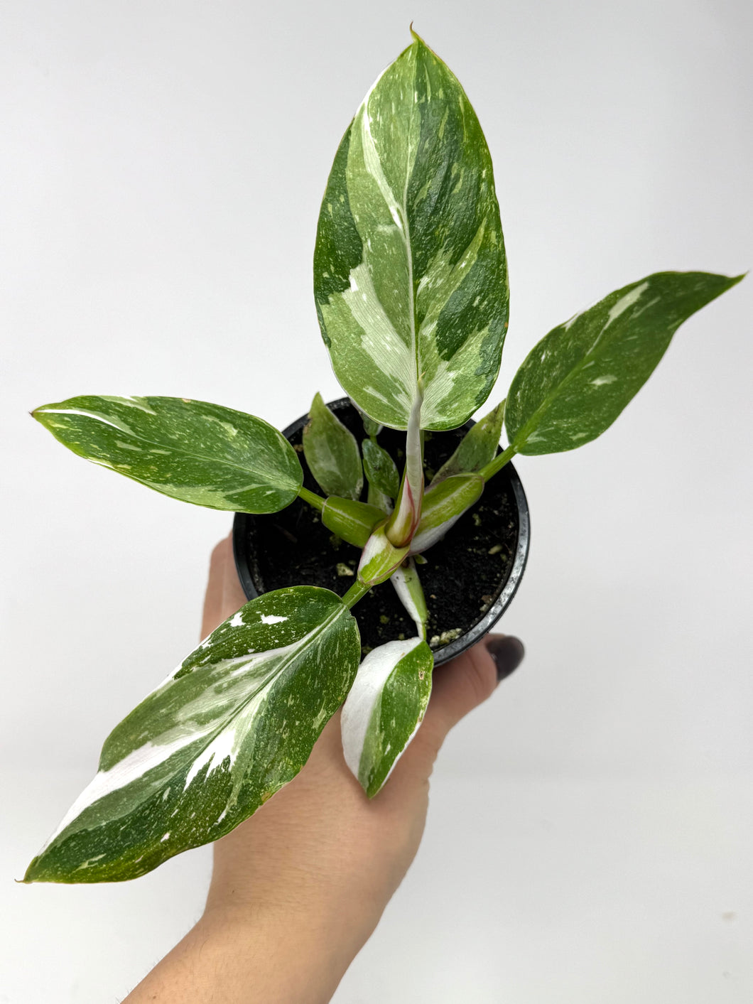 Philodendron White Princess (high variegation)