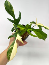 Load image into Gallery viewer, Philodendron Florida Beauty A