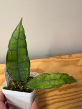 Load image into Gallery viewer, 181. Hoya Finlaysonii ‘Black Leaves’ Splash
