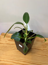 Load image into Gallery viewer, 153. Philodendron Mexicanum