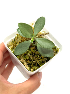 Hoya Nummularioides Silver