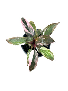 Philodendron Pink Princess (high variegation)