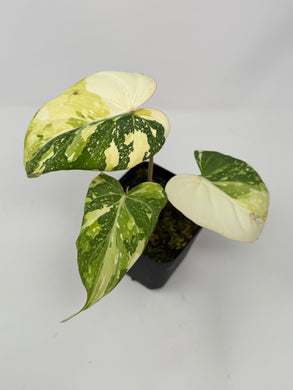 Philodendron Gloriosum Variegated B