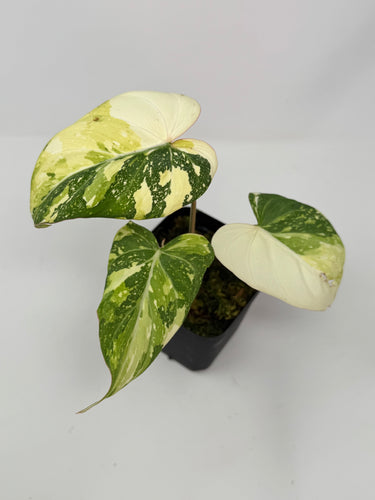 Philodendron Gloriosum Variegated B