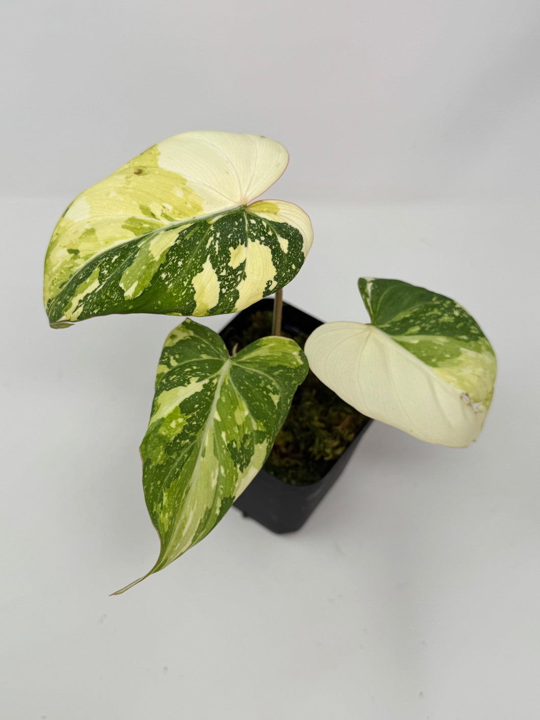 Philodendron Gloriosum Variegated B