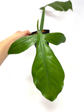 Load image into Gallery viewer, Philodendron Applanatum