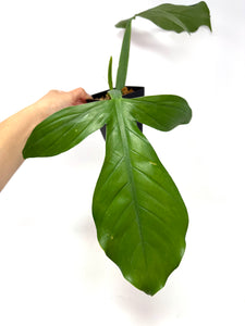 Philodendron Applanatum