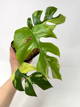 Load image into Gallery viewer, Rhaphidophora Tetrasperma Variegated