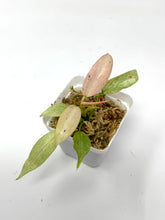 Load image into Gallery viewer, Philodendron Whipple Way