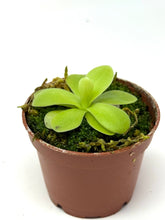 Load image into Gallery viewer, Pinguicula Gigantea ‘Giant Butterwort’