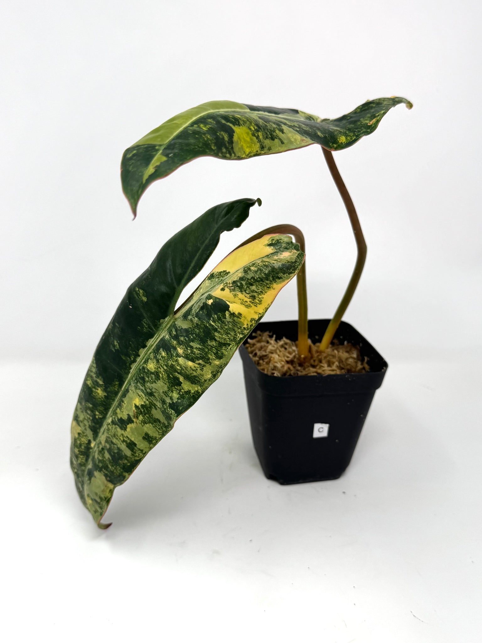 philodendron billietiae variegated price philippines Philodendron Billietiae Variegated C – Planthaven Toronto
