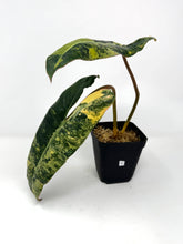 Load image into Gallery viewer, Philodendron Billietiae Variegated C